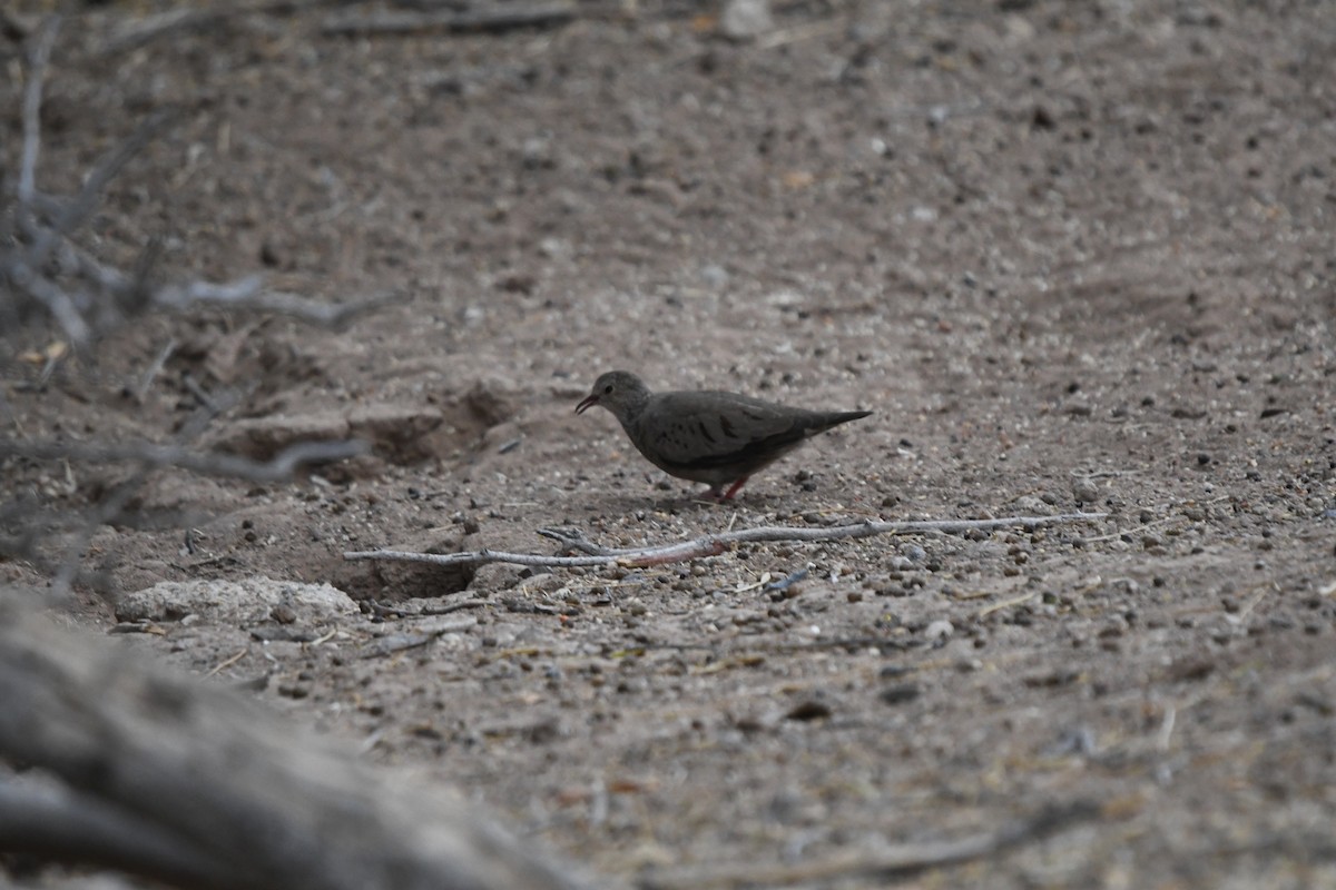 Common Ground Dove - ML636911434