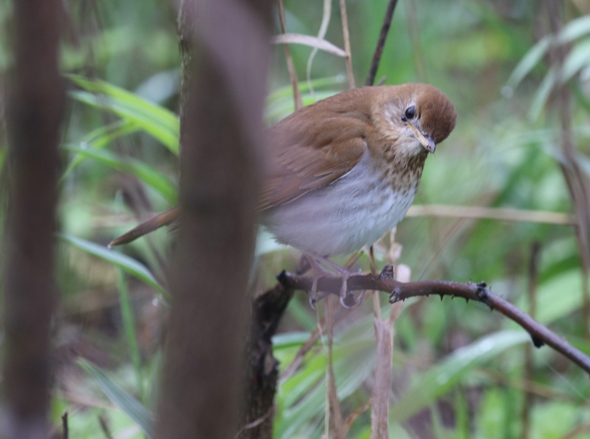 Veery - ML636911493