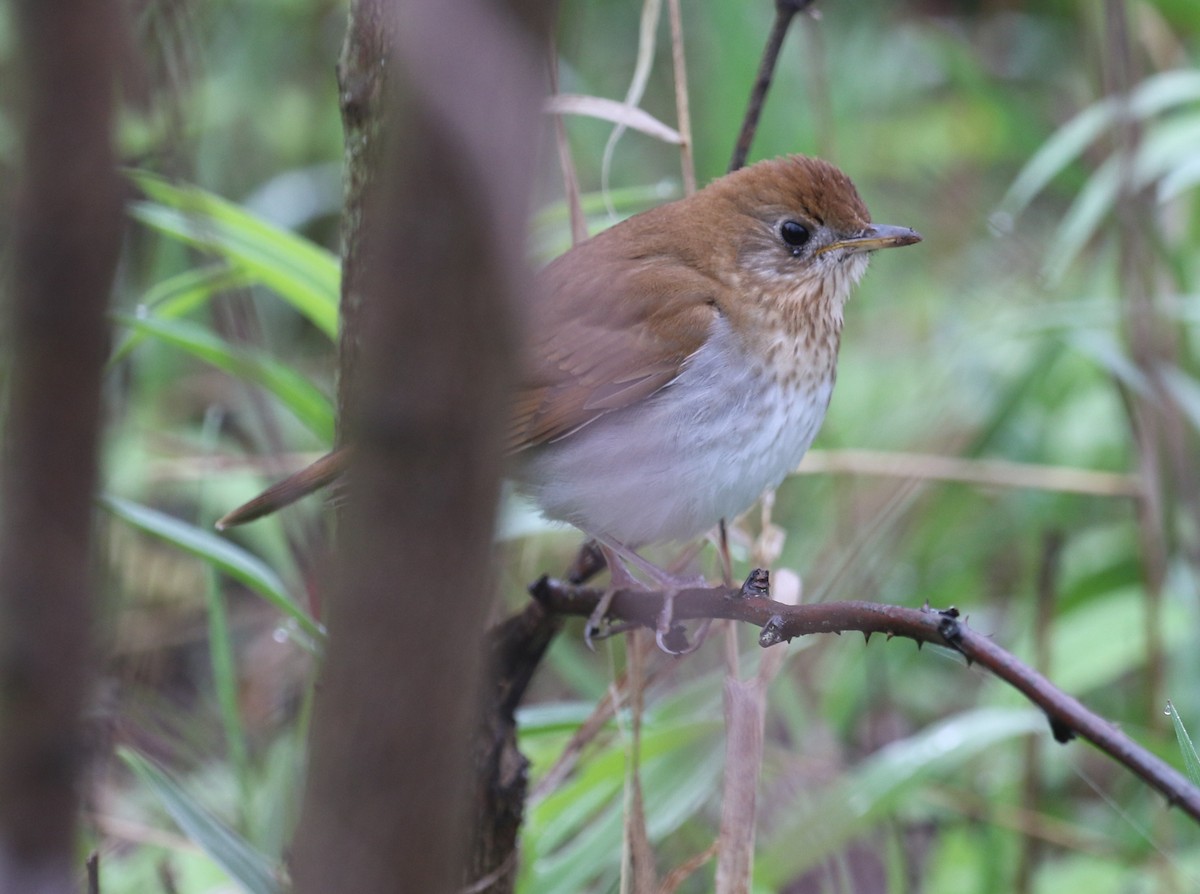 Veery - ML636911494