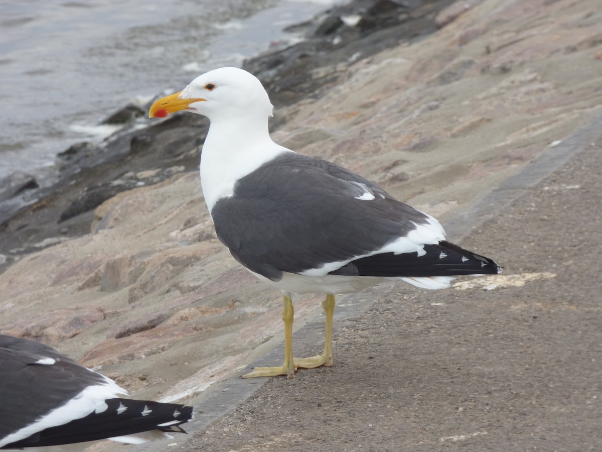 Gaviota Cocinera (vetula) - ML63691161