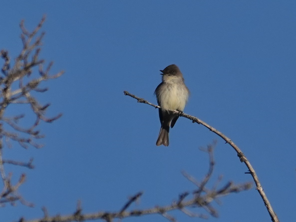 Eastern Phoebe - ML636911711