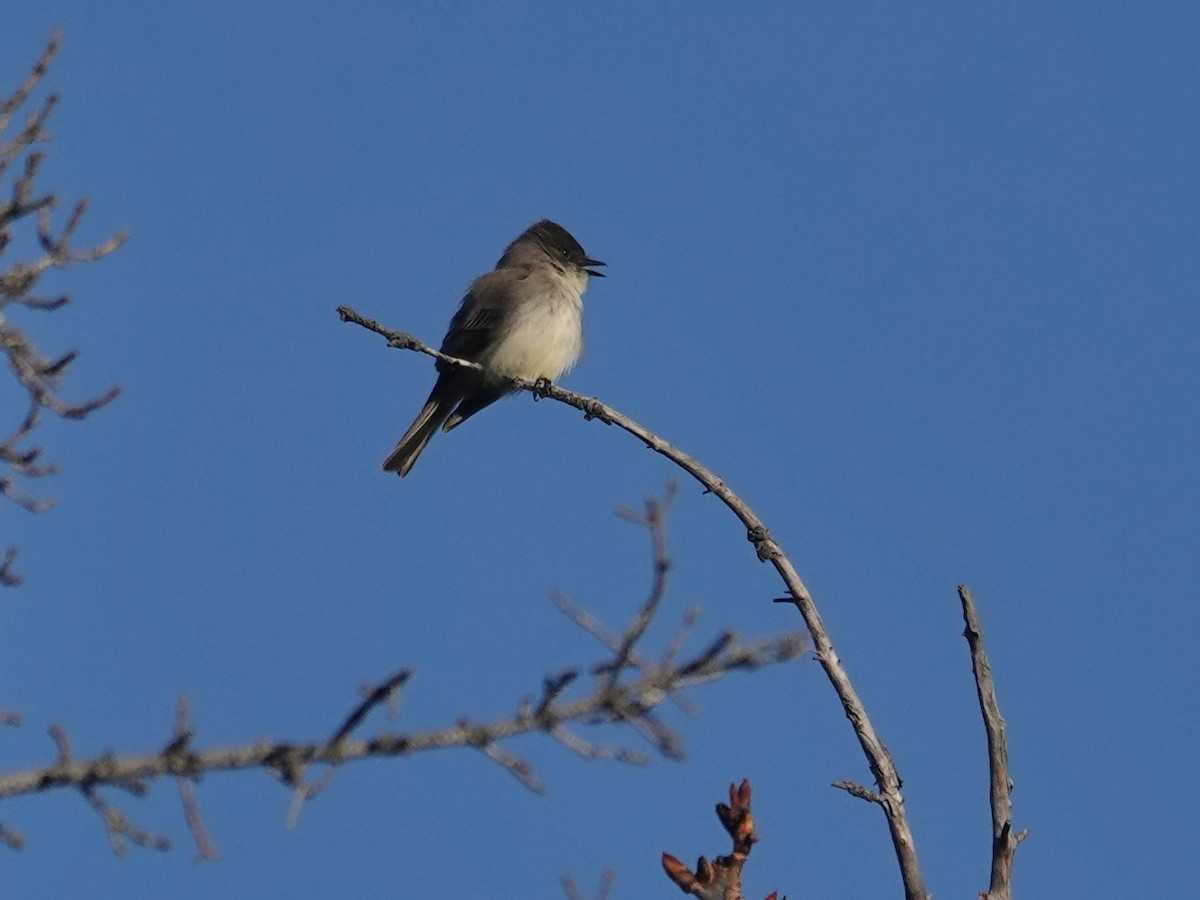 Eastern Phoebe - ML636911712