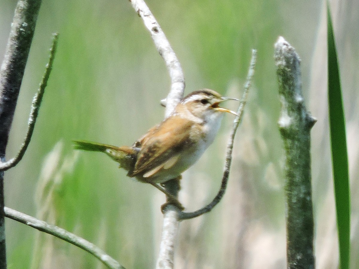 Marsh Wren - ML636911859