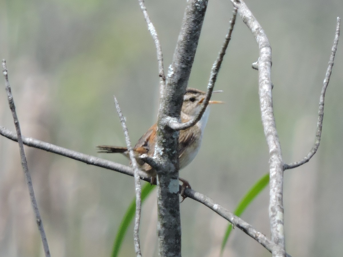 Marsh Wren - ML636911869
