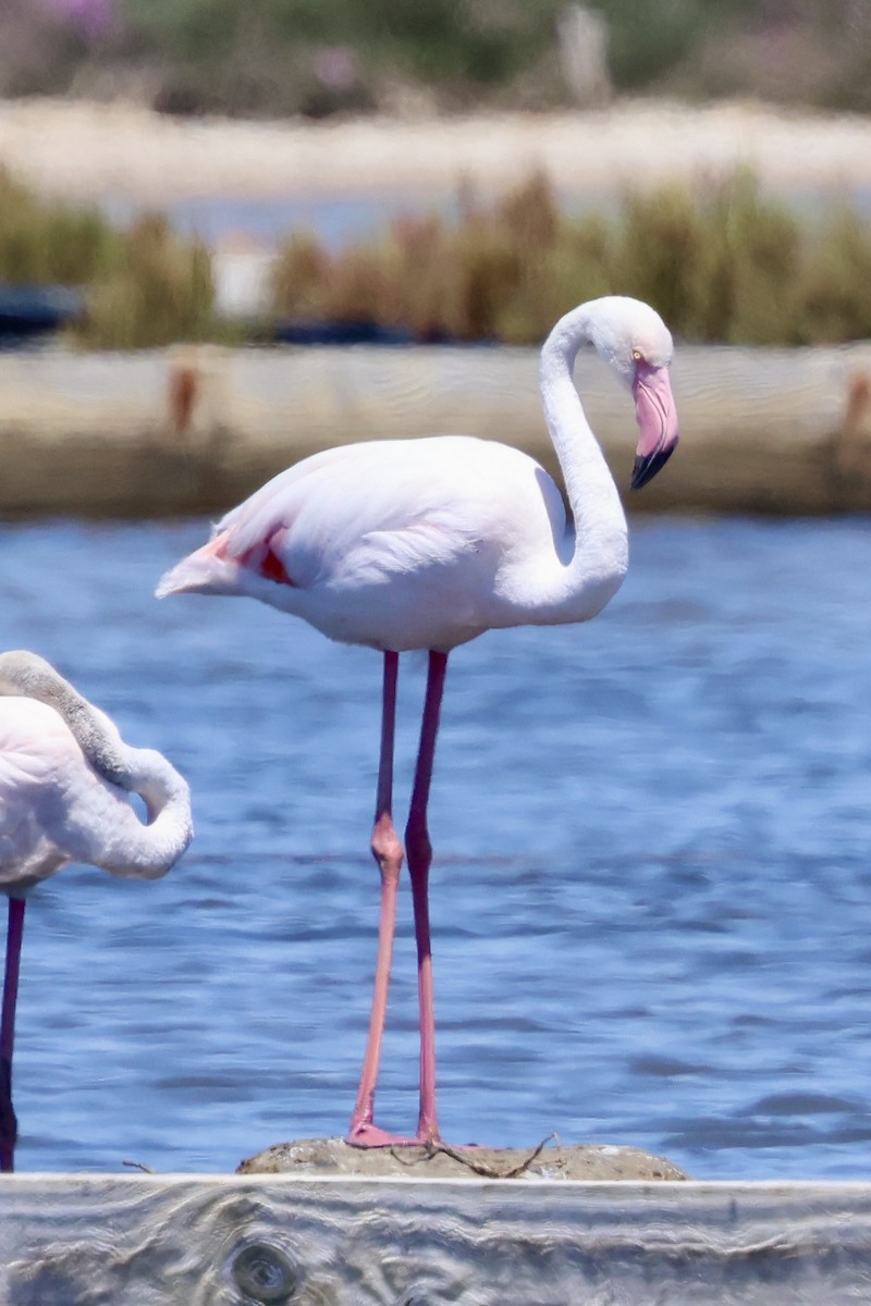 Greater Flamingo - ML636911986