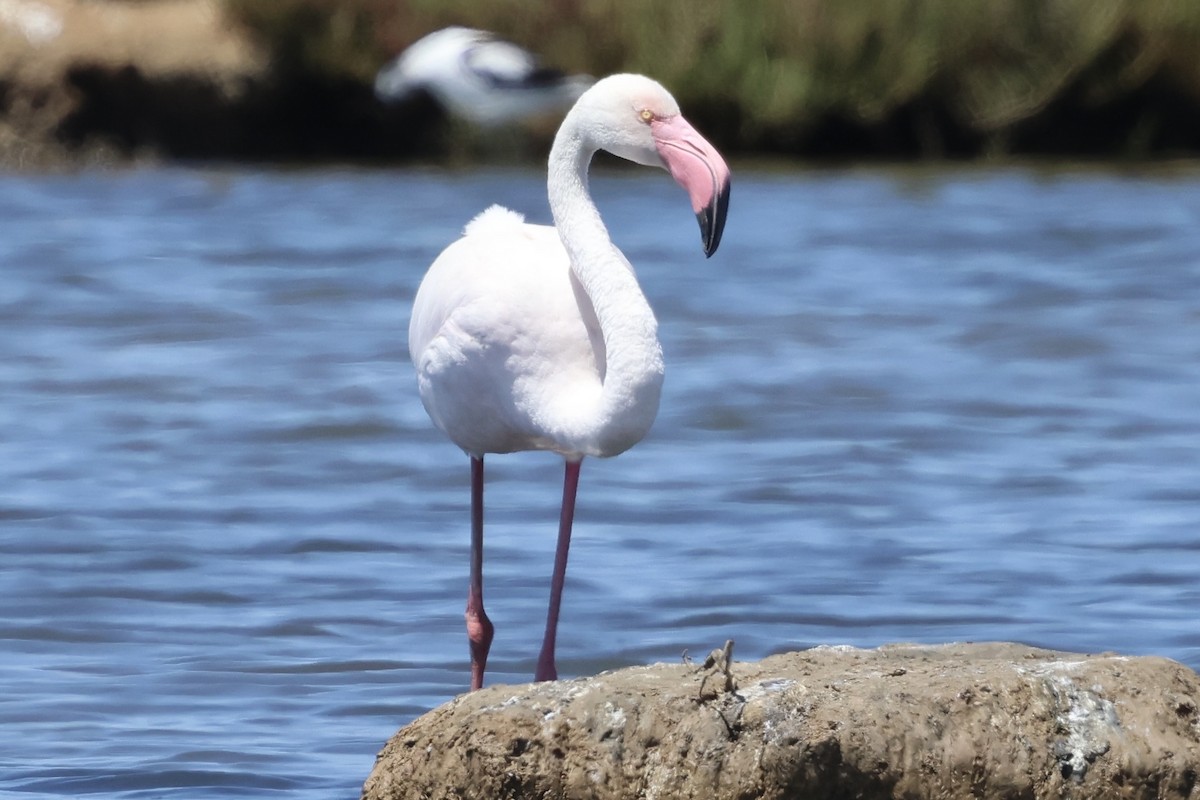 Greater Flamingo - ML636911987