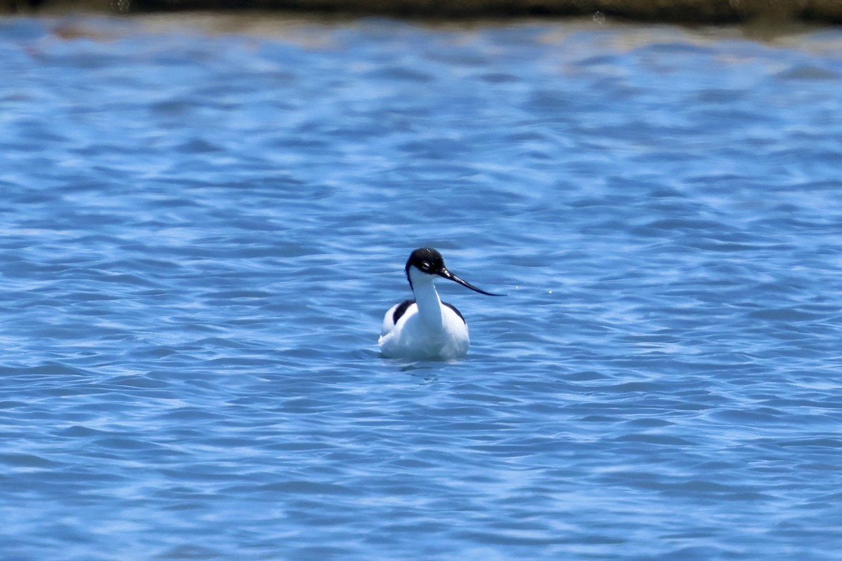 Pied Avocet - ML636911991