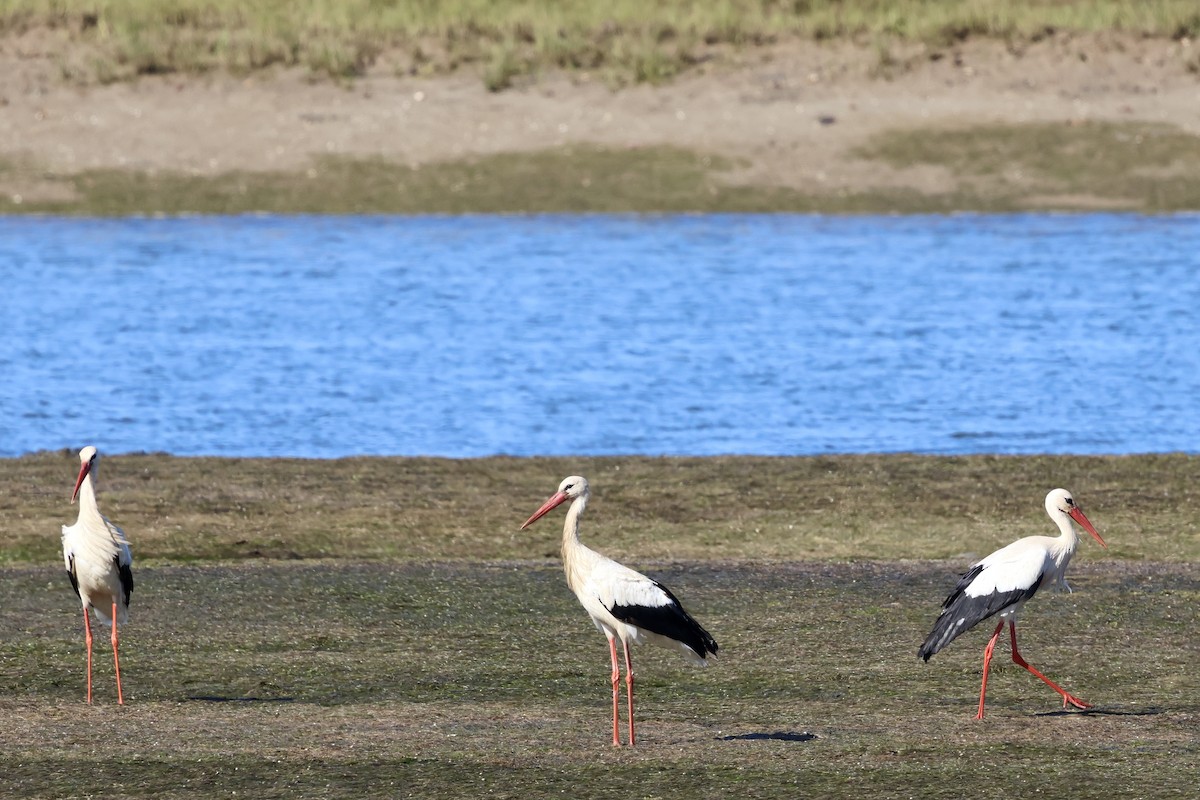 stork - ML636912321