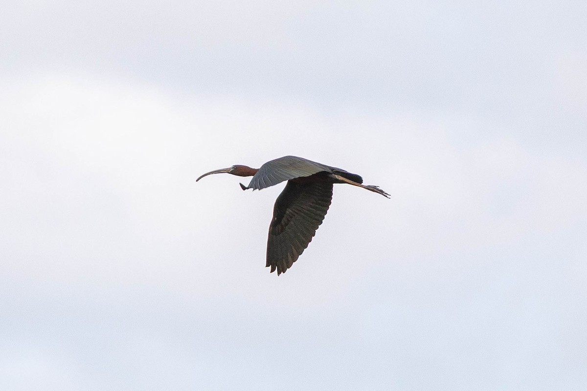 bronseibis - ML636912340