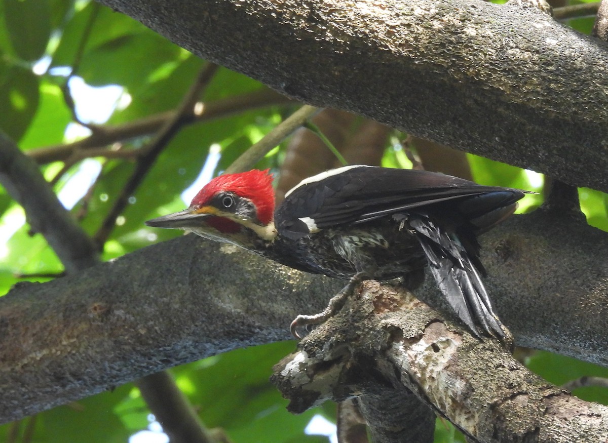 Lineated Woodpecker - ML636912458