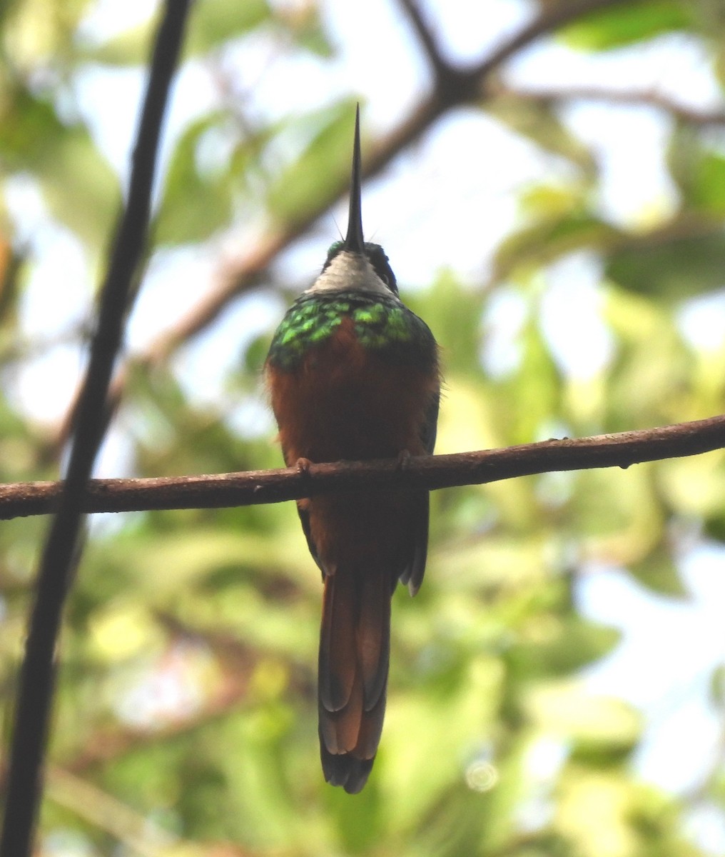 Rufous-tailed Jacamar - ML636912476