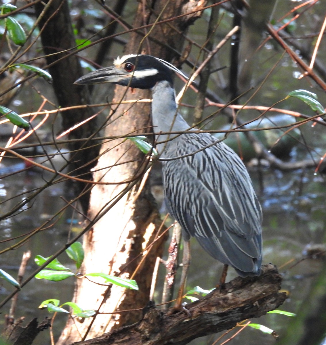 Yellow-crowned Night Heron - ML636912486
