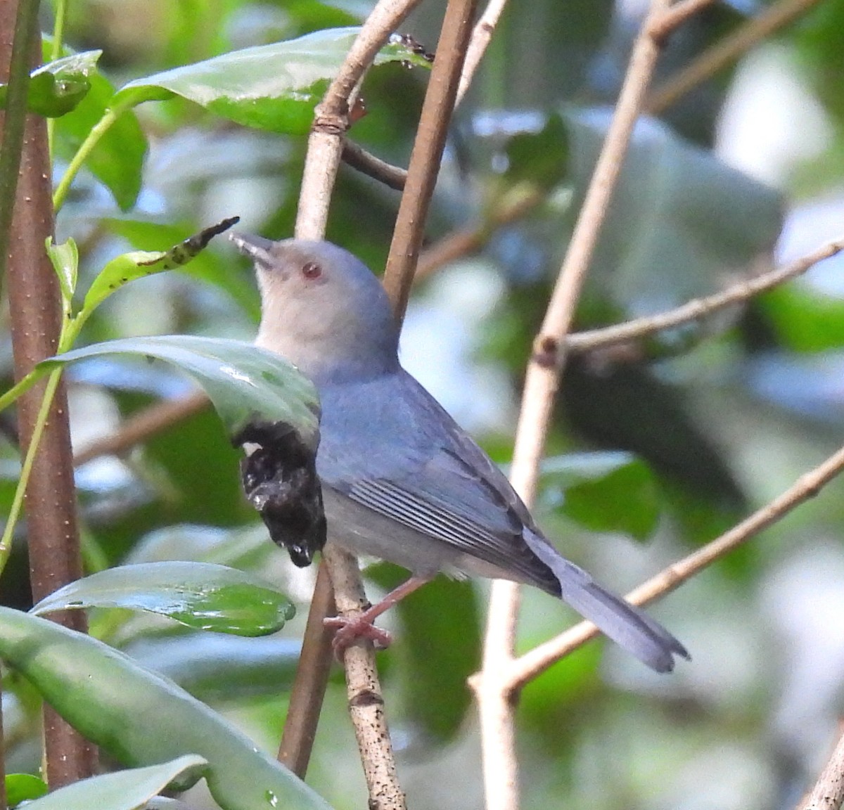 Bicolored Conebill - ML636912525
