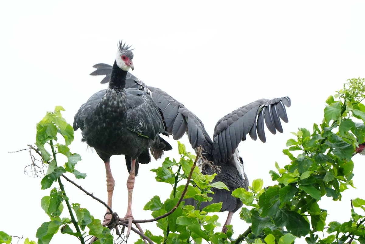 Northern Screamer - ML636912535