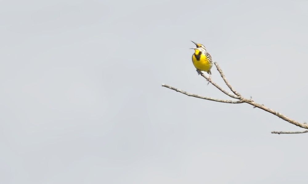 Eastern Meadowlark - ML636912594