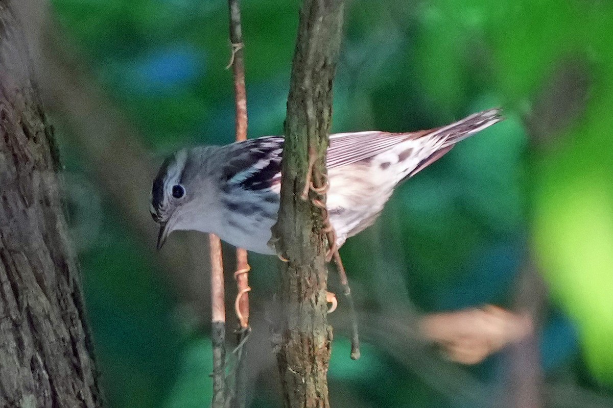 Black-and-white Warbler - ML636912686