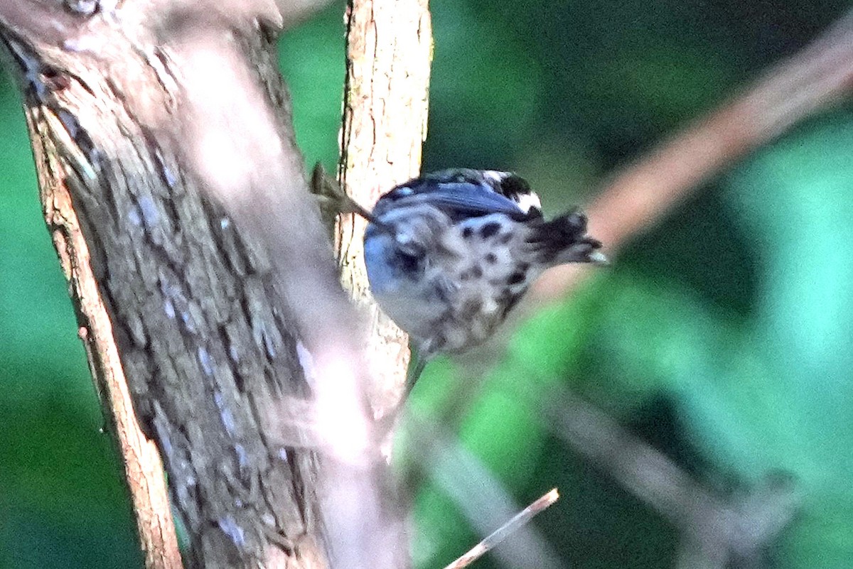 Black-and-white Warbler - ML636912687