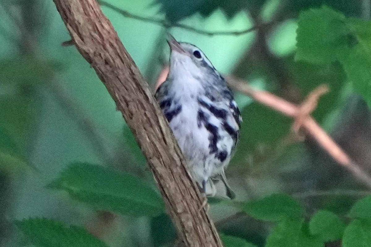 Black-and-white Warbler - ML636912688