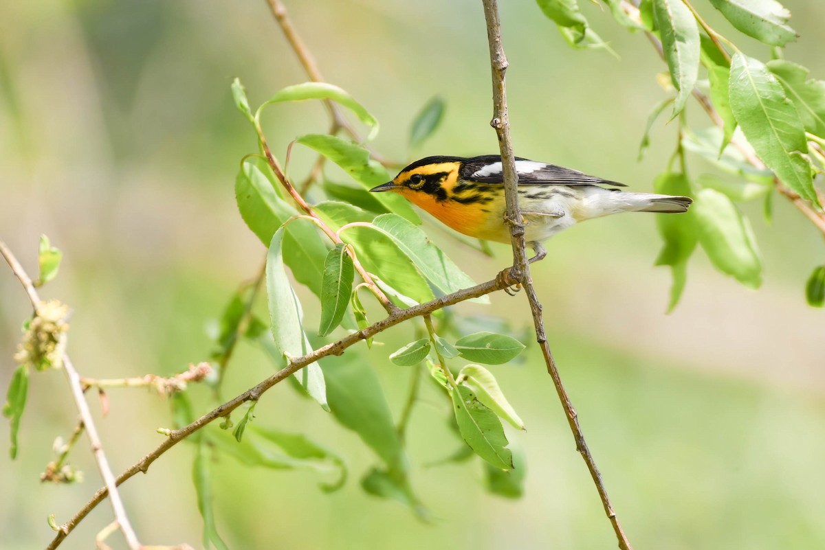 Blackburnian Warbler - ML636912820