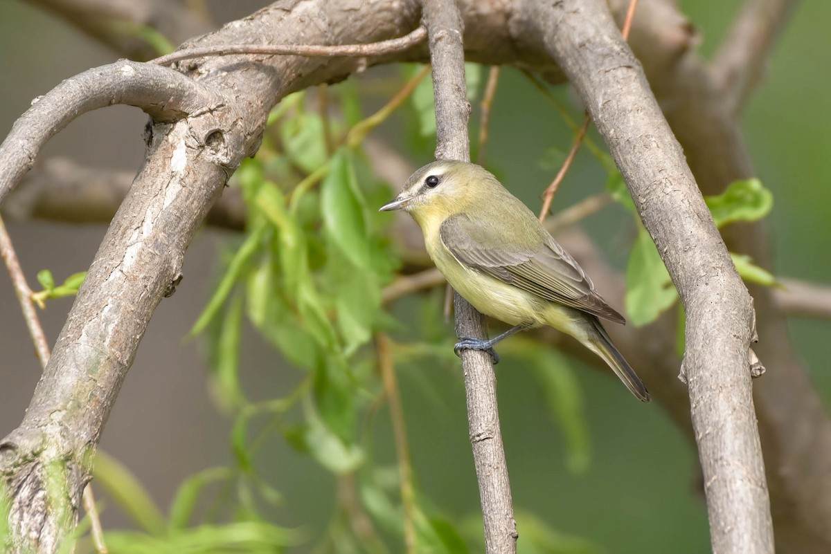 Philadelphia Vireo - ML636912832