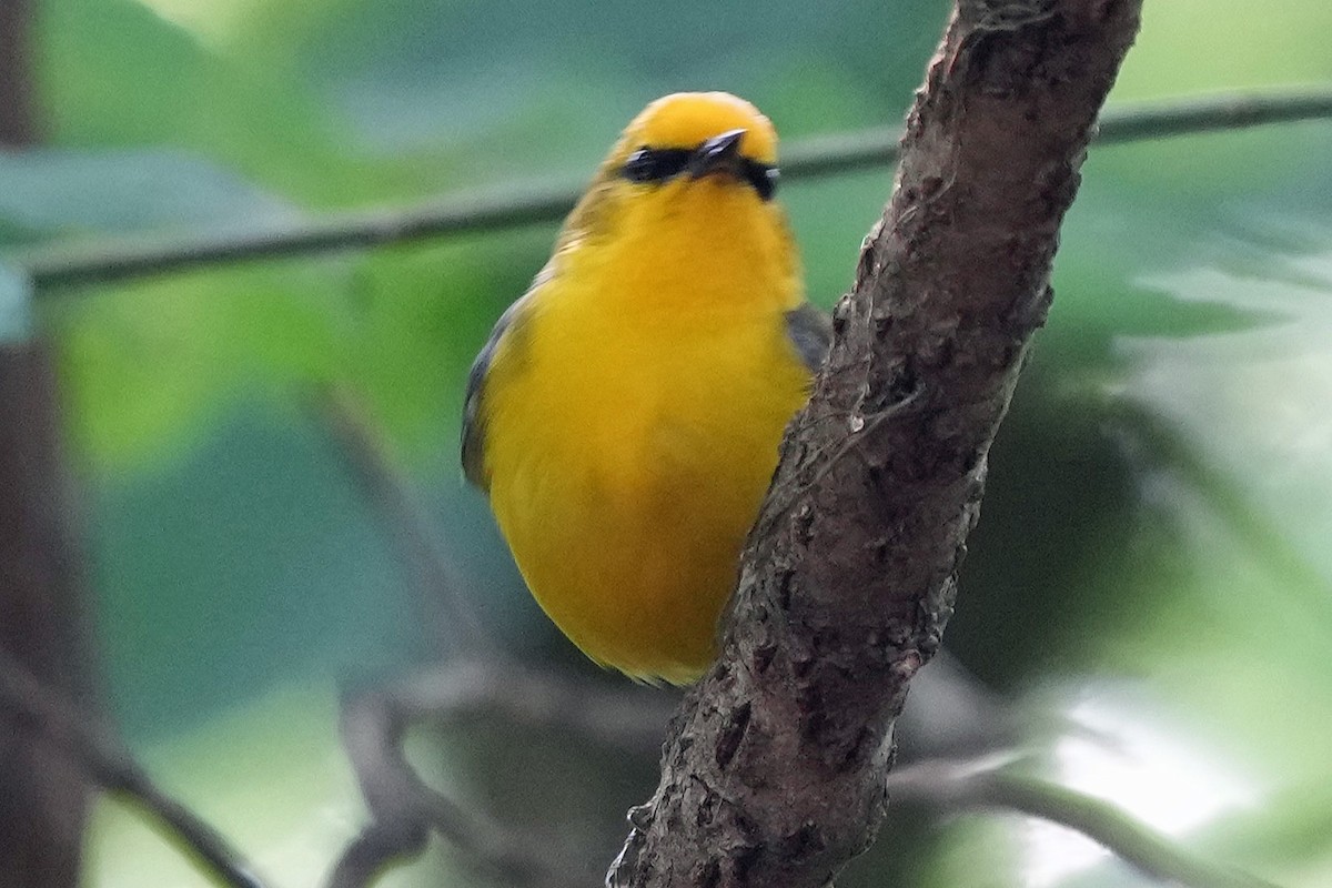 Blue-winged Warbler - ML636912853