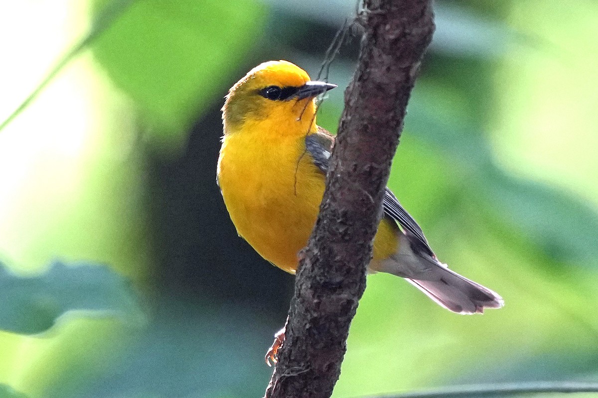 Blue-winged Warbler - ML636912855