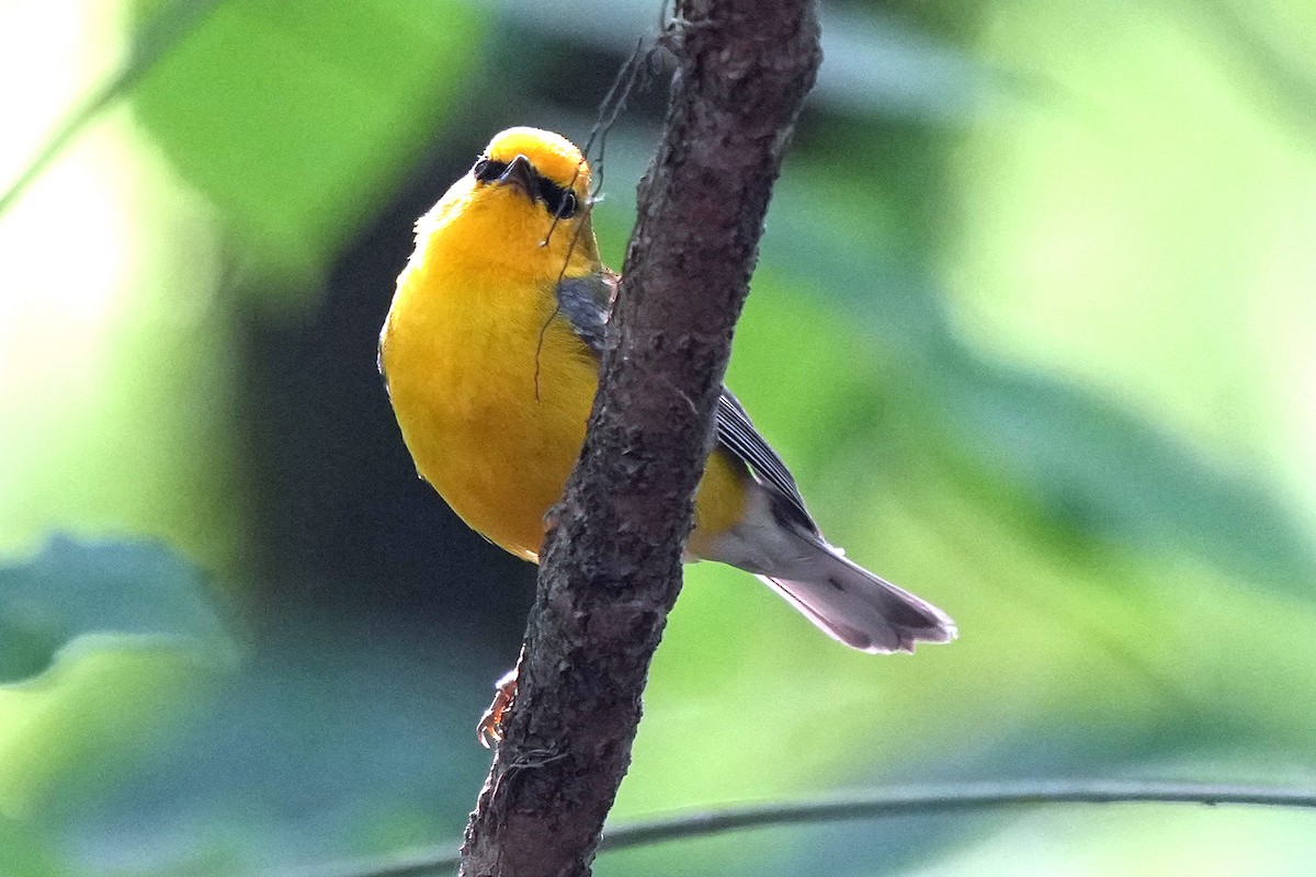Blue-winged Warbler - ML636912856