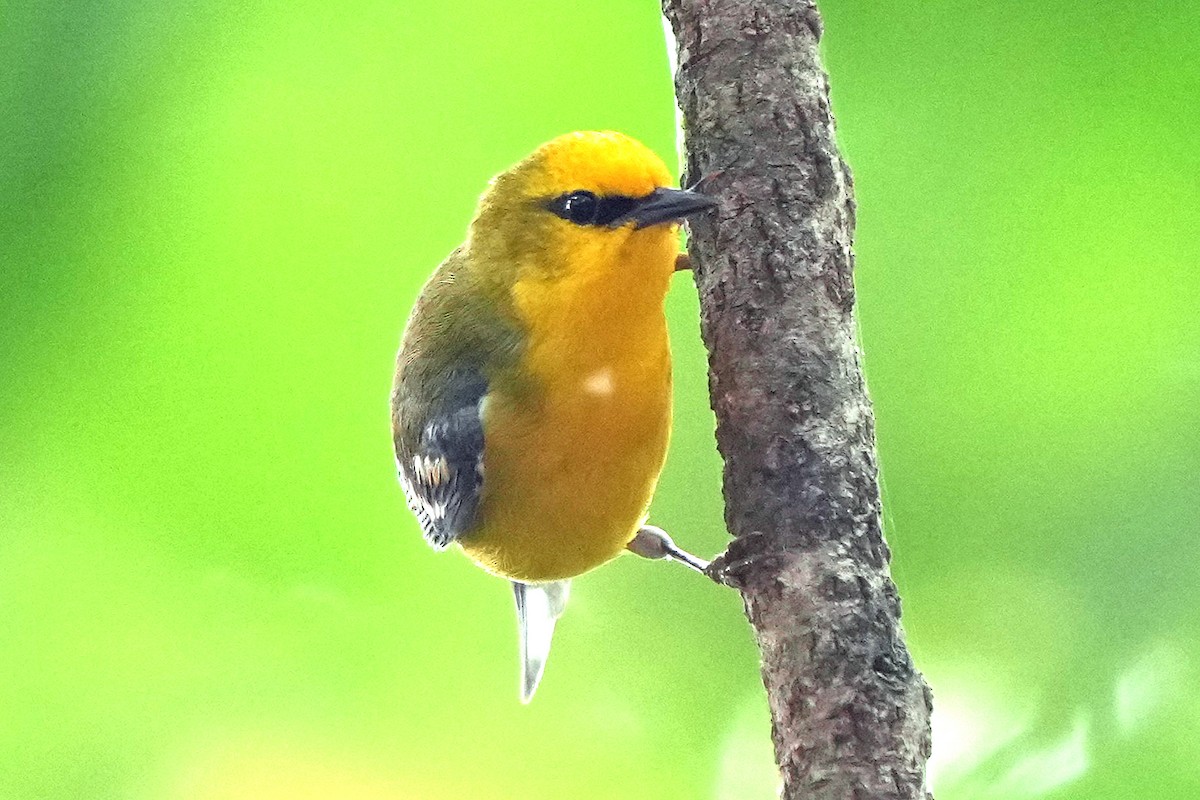 Blue-winged Warbler - ML636912857