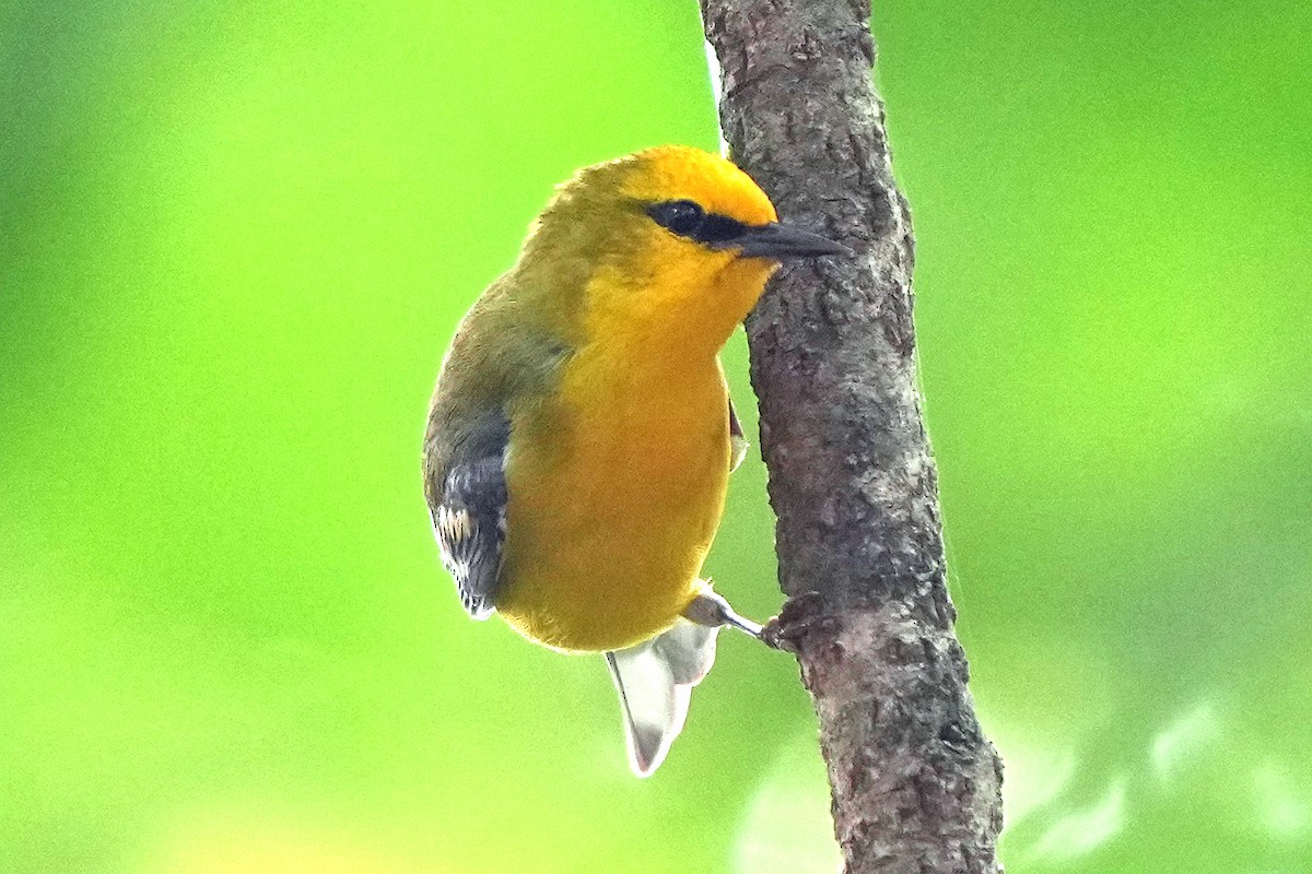 Blue-winged Warbler - ML636912858