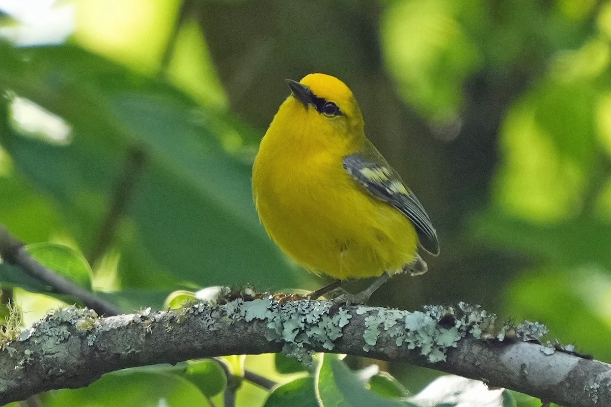 Blue-winged Warbler - ML636912860