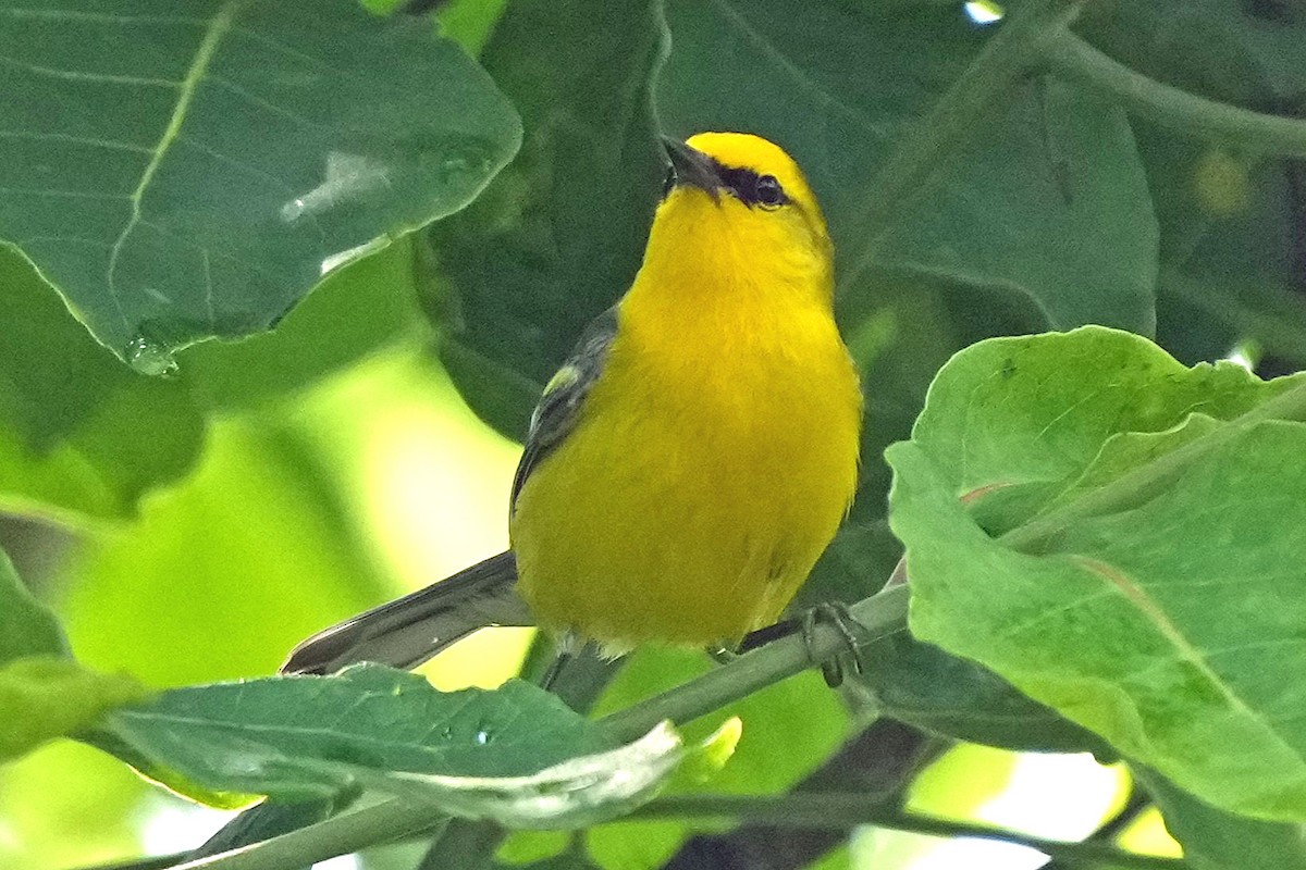 Blue-winged Warbler - ML636912861