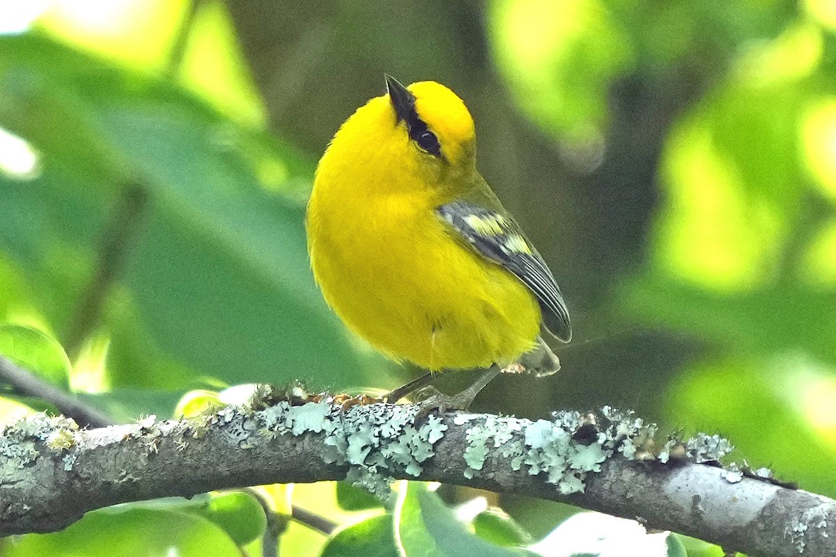 Blue-winged Warbler - ML636912862