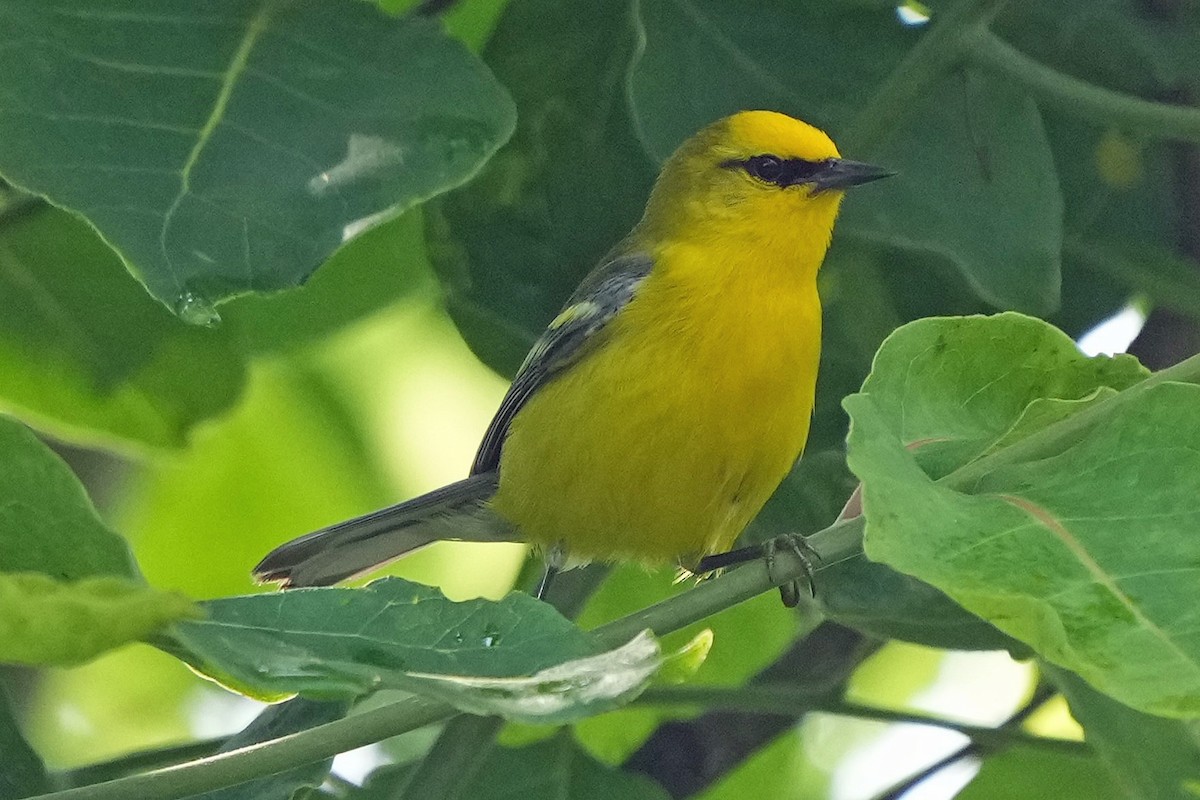 Blue-winged Warbler - ML636912863