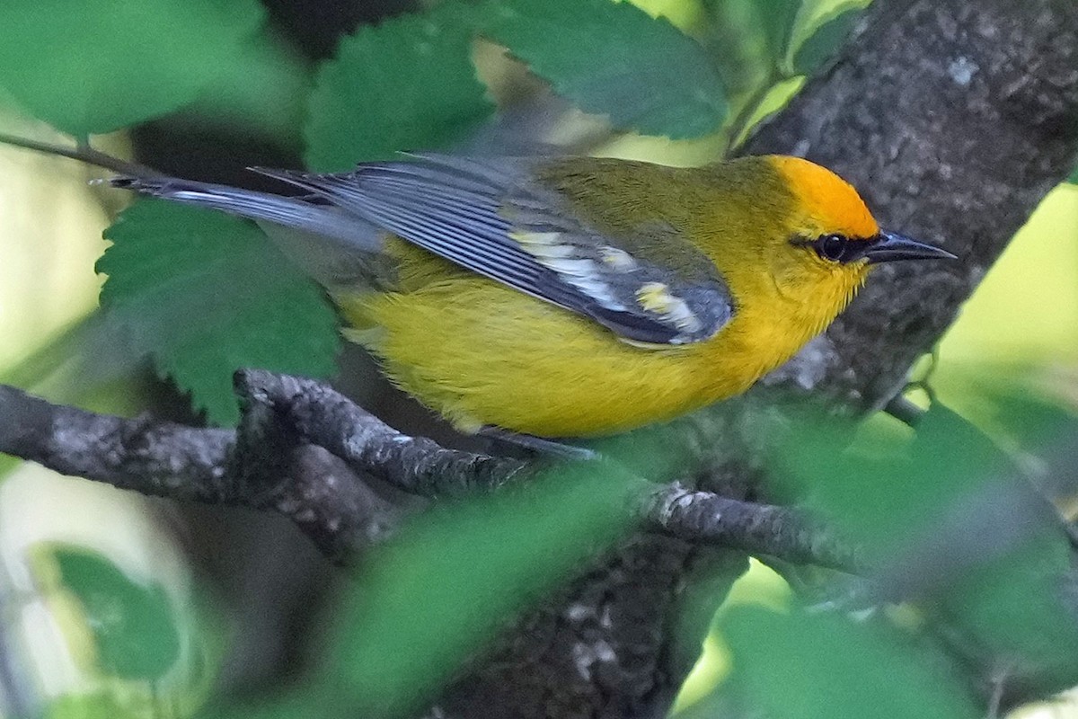 Blue-winged Warbler - ML636912864