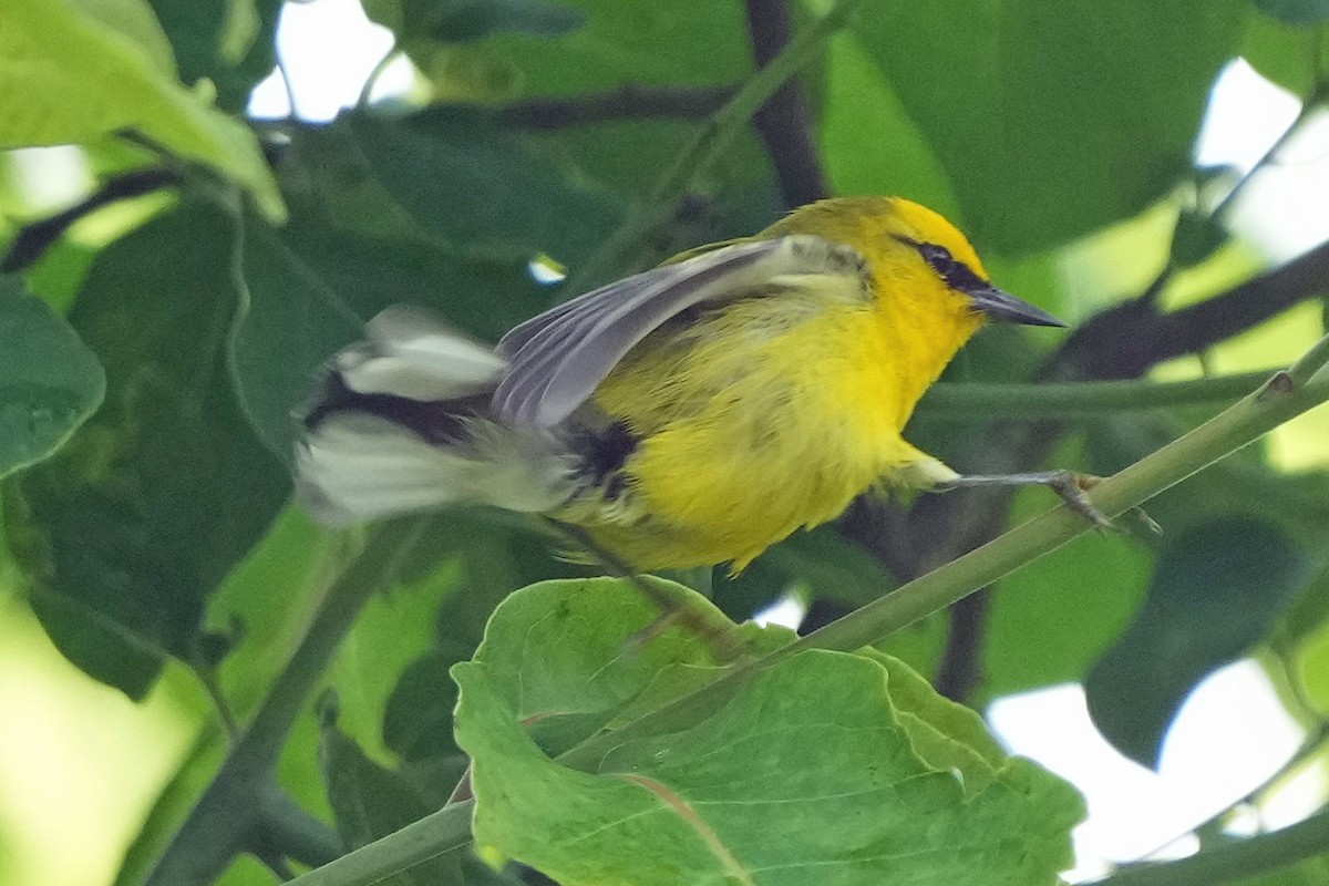 Blue-winged Warbler - ML636912865