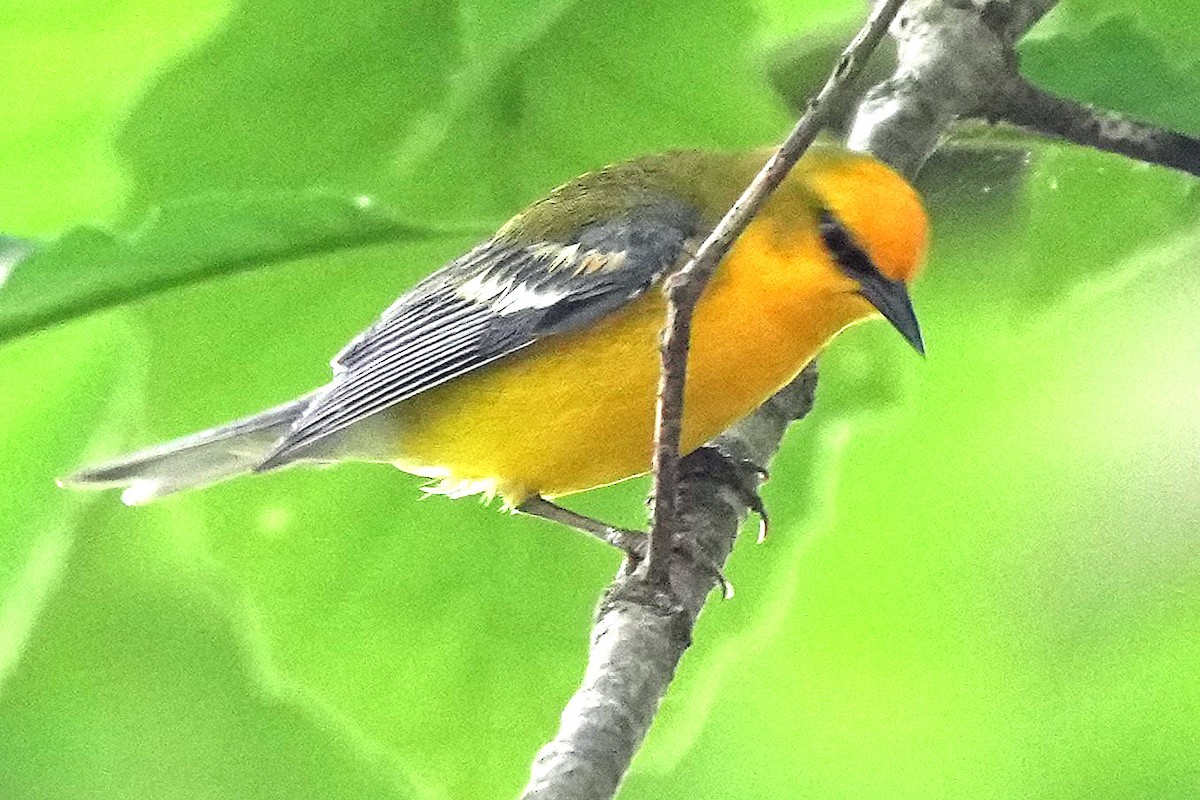 Blue-winged Warbler - ML636912867