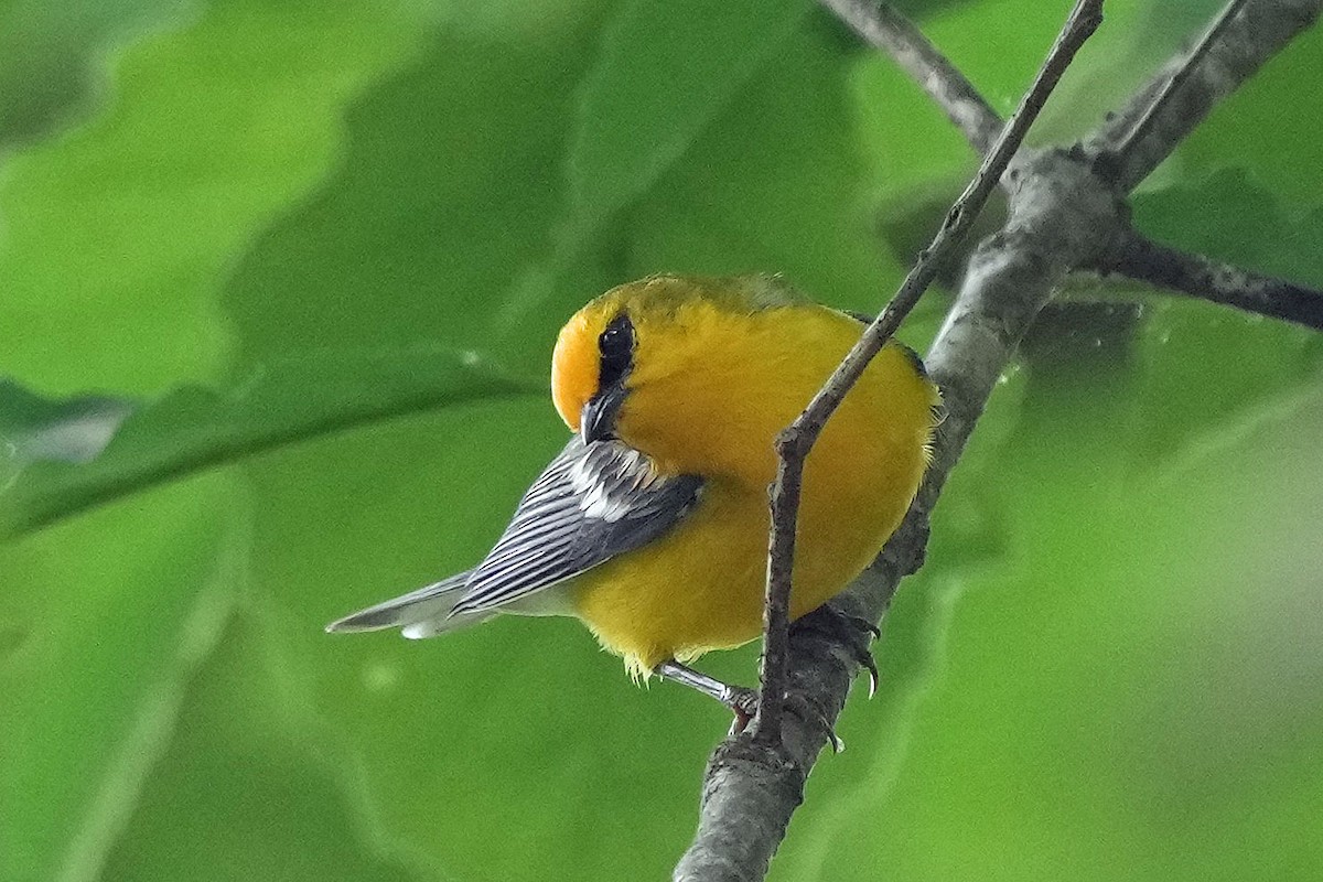 Blue-winged Warbler - ML636912868