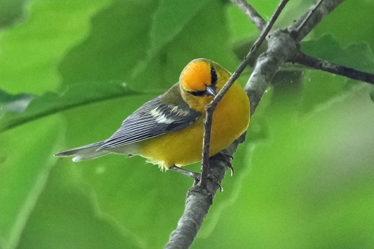 Blue-winged Warbler - ML636912869