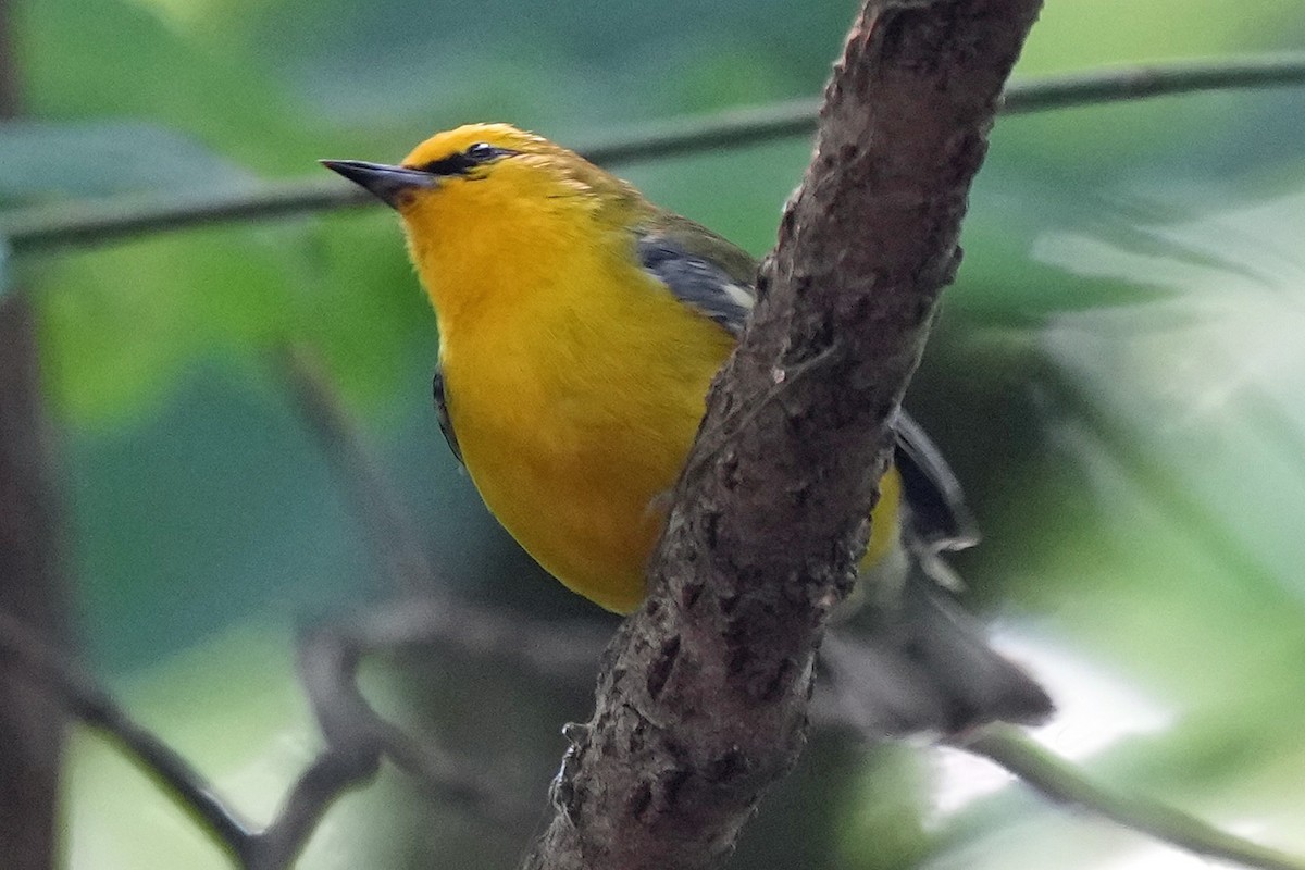 Blue-winged Warbler - ML636912872