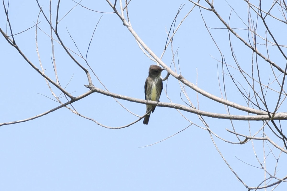 Olive-sided Flycatcher - ML636912899