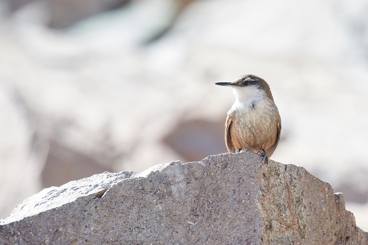 チリーカマドドリ - ML636912972