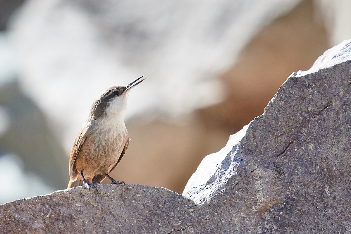 チリーカマドドリ - ML636912973