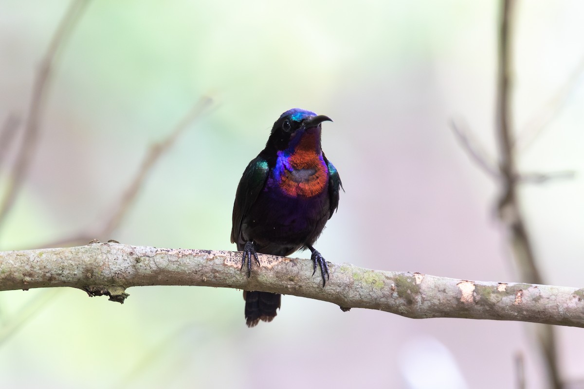 Copper-throated Sunbird - ML636913115