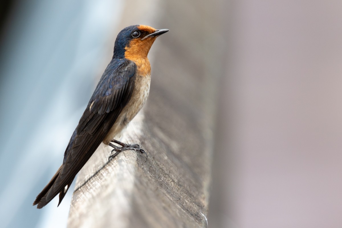Pacific Swallow - ML636913128