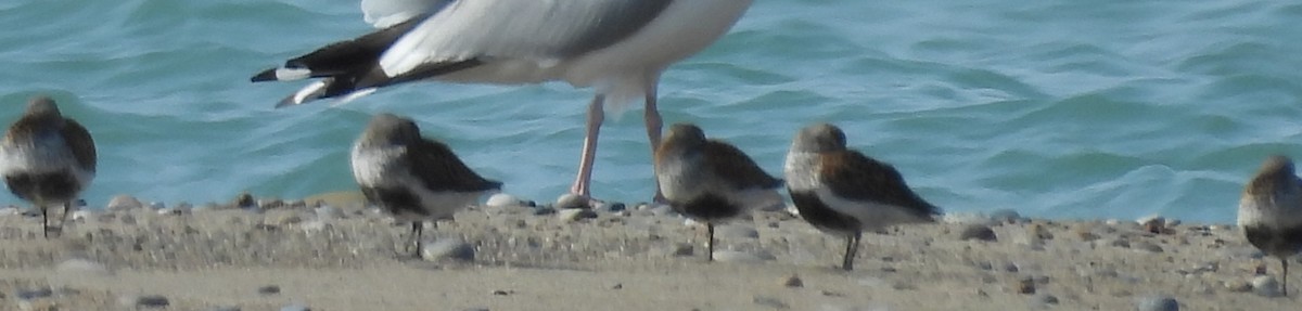 Txirri arrunta - ML636913208