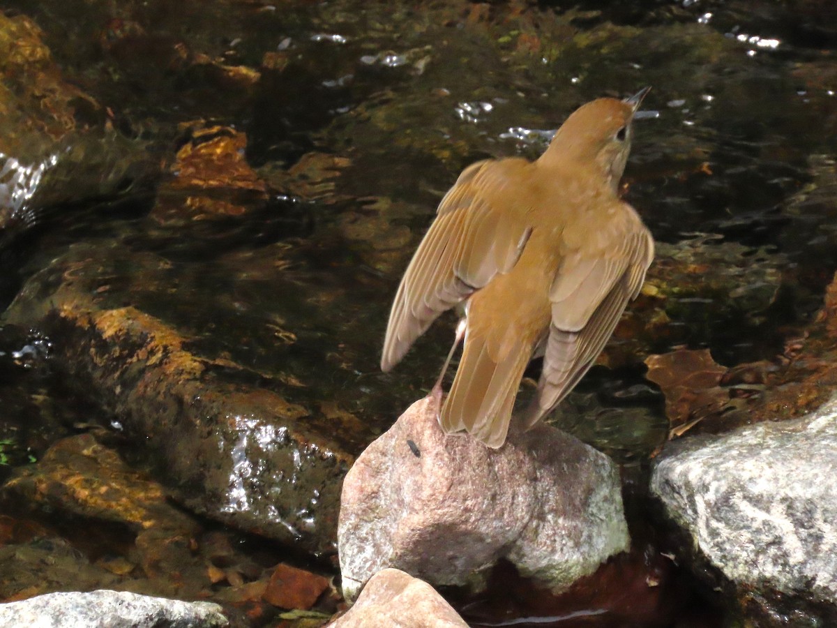 Veery - ML636913248