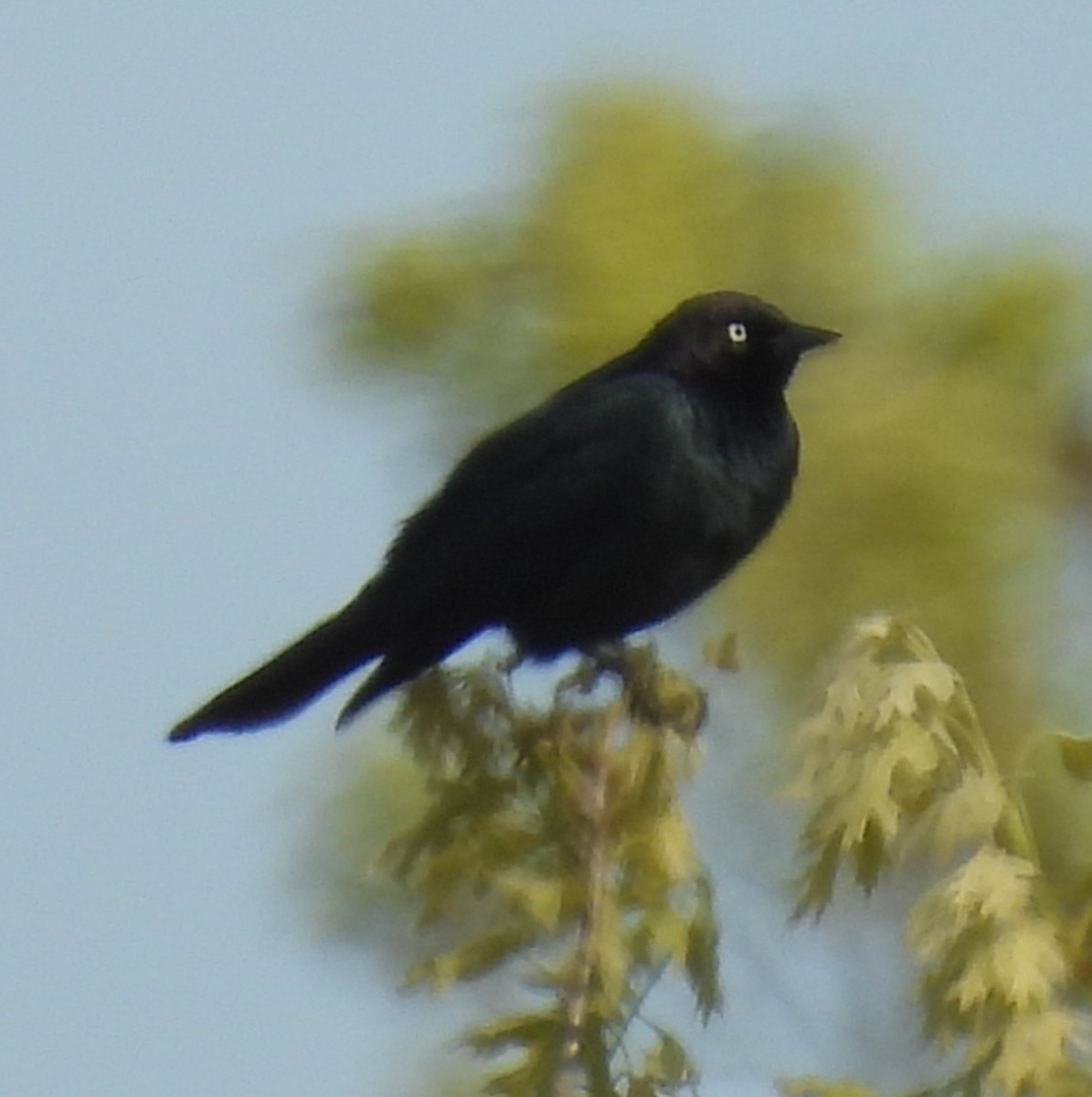 Brewer's Blackbird - ML636913255
