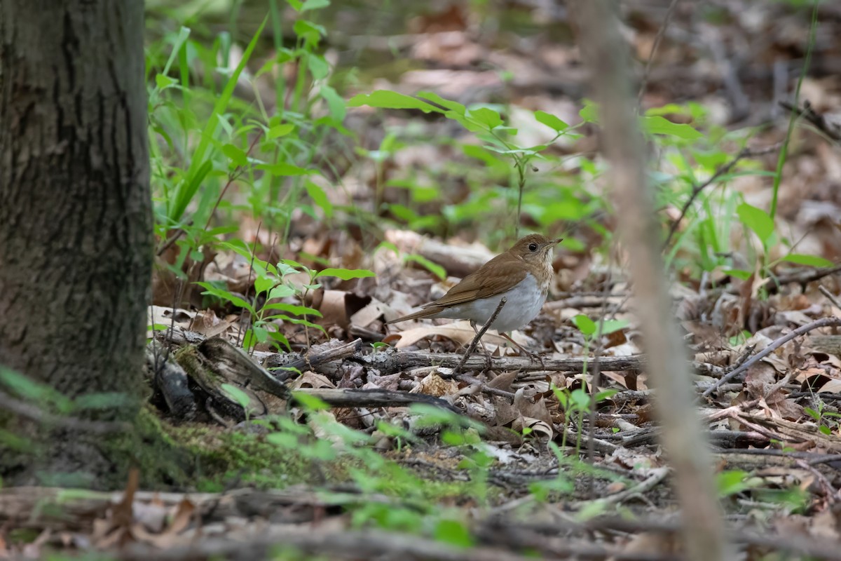 Veery - ML636913291