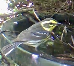 Townsend's Warbler - ML636913321