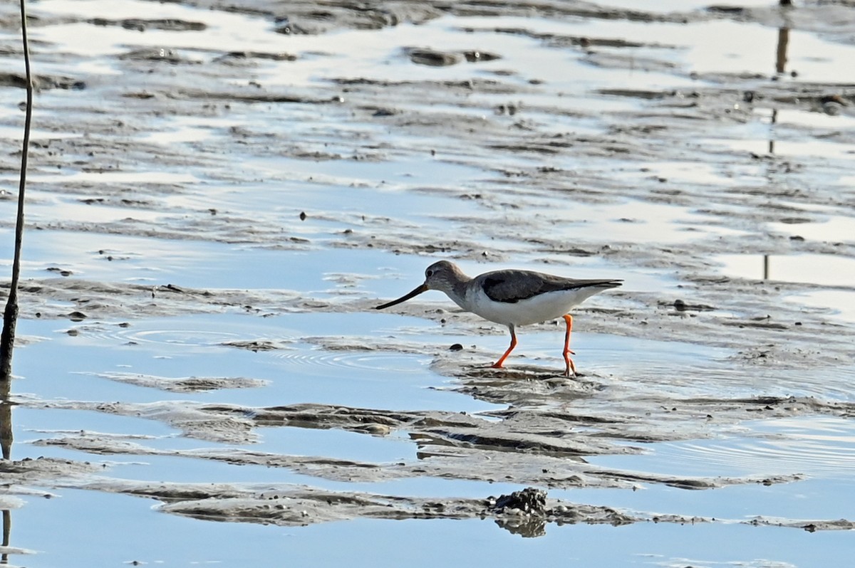 Terek Sandpiper - ML636913368